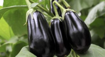 Melanzane, un concentrato di salute, ma attenzione ai rischi: nessuno ci pensa ma si rischia grosso