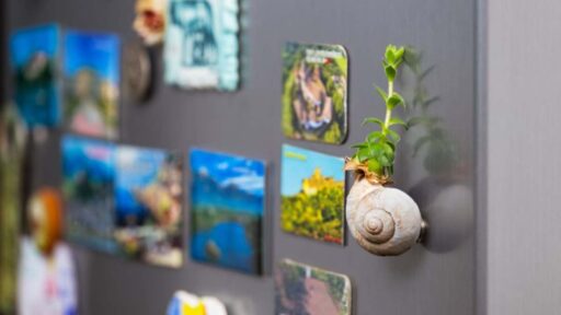 Calamite sul frigo