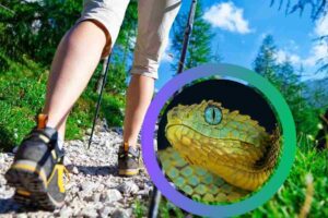 Trekking vipere Italia dove