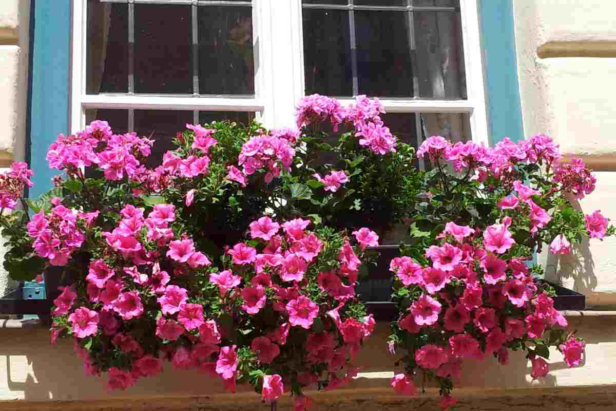 gerani per balcone