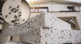 Cappotto termico, se ci sono formiche bisogna intervenire subito: aspettare può costarti molto caro