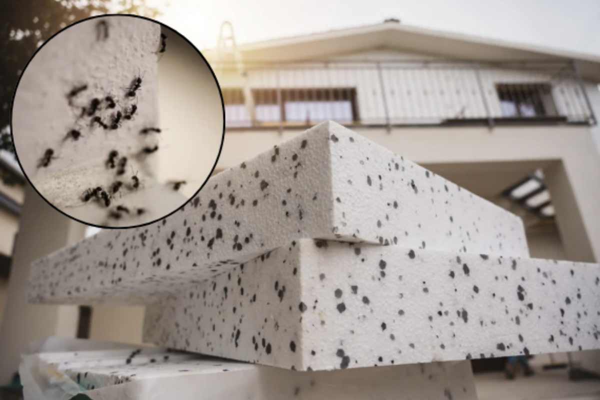 Questi insetti, infatti, trovano nel cappotto termico un ambiente ideale per nidificare, scavando gallerie che compromettono la coibentazione