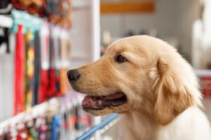Ogni giorno va in farmacia da solo e il motivo è davvero commovente: la storia di questo cane di nome Ritchie è emozionante.