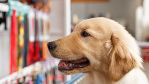 Ogni giorno va in farmacia da solo e il motivo è davvero commovente: la storia di questo cane di nome Ritchie è emozionante.