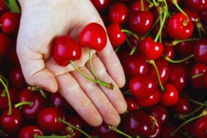 i pericoli nascosti nelle ciliegie