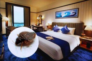 cimici da letto negli hotel