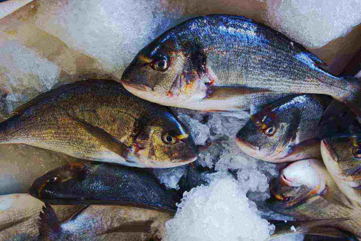 i pesci azzurri più salutari