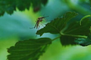 come prevenire l'arrivo delle zanzare tigre