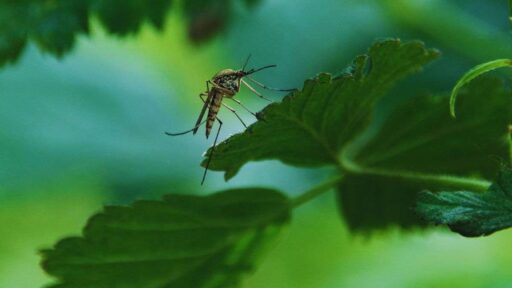 come prevenire l'arrivo delle zanzare tigre