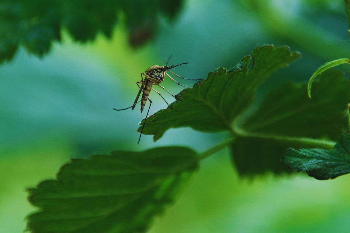 come prevenire l'arrivo delle zanzare tigre